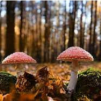 Foto bij artikel Herfstwandeling in het bos